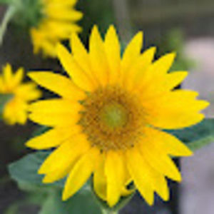 Meet your Posher, Evelyn